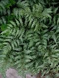 Japanese Painted Fern / Athyrium niponicum var. Pictum